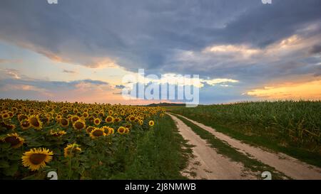 Sonnenblumenfeld und Landstraße am Abend bei Sonnenuntergang in der Ukraine Stockfoto