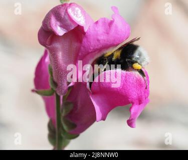 Makroaufnahme eines Bumble Bee Bombus lucorum in einem rosa Antirhinum-Snapdragon, der den Pollen erhält. Stockfoto