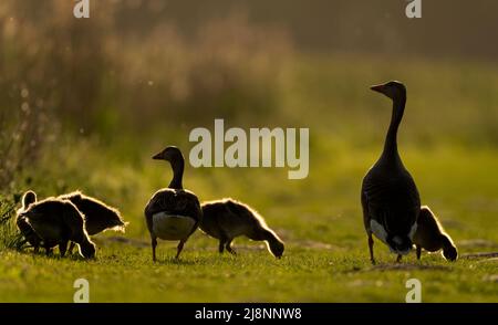 Eine Familiengruppe von Graugänsen (Anser anser) & Gänsen in der Abendsonne, Norfolk Stockfoto