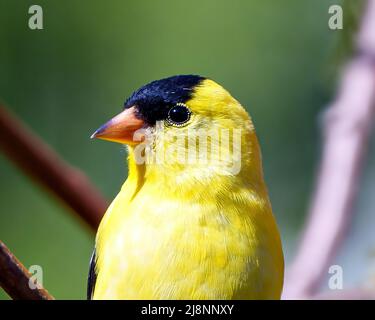 American Goldfinch Kopf Nahaufnahme mit einem weichen verschwommenen grünen Hintergrund in seiner Umgebung und Lebensraum Umgebung und zeigt seine gelbe Feder. Stockfoto