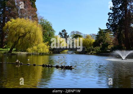 GOODACRE LAKE IM BEACON HILL PARK IN VICTORIA BC, KANADA Stockfoto