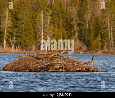 Beaver Lodge mit einer Kanadischen Gänse, die am Ende der Lodge mit unscharfer Waldkulisse steht und auf die rechte Seite blickt, umgeben von Stockfoto