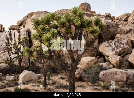 Joshua-Bäume und Felsformationen bei klarem Himmel in der Abenddämmerung im Joshua Tree National Park. Stockfoto