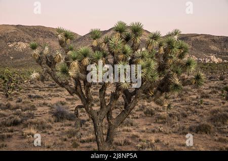 Joshua Trees klaren Himmel in der Abenddämmerung im Joshua Tree National Park. Stockfoto