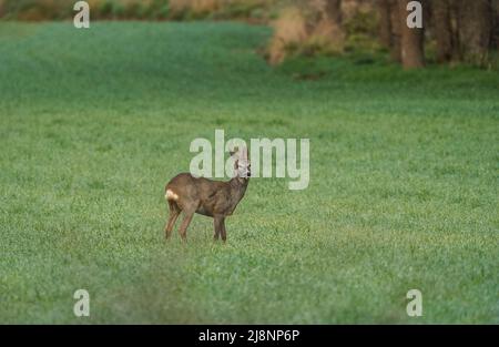 Ein Reh-Reh (Capreolus capreolus), der auf Ackerland, Burgos, Spanien, Nahrungssuche macht. Stockfoto