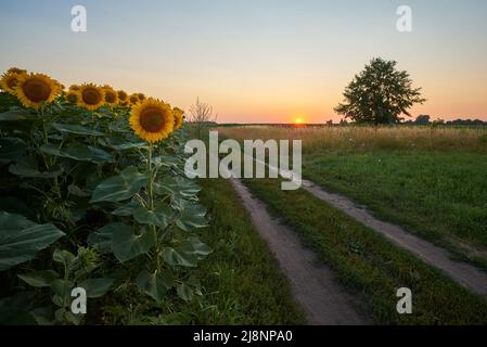 Sonnenblumenfeld und Landstraße am Abend bei Sonnenuntergang in der Ukraine Stockfoto
