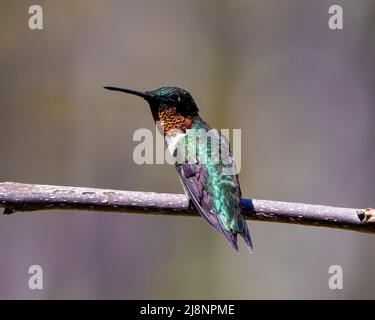 Kolibri-Nahaufnahme auf einem Ast mit wunderschönem Federgefieder, Schnabel, Auge und verschwommenem Hintergrund in seiner Umgebung und seinem Lebensraum. Stockfoto