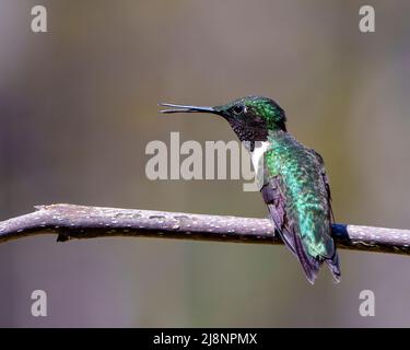 Kolibri-Nahaufnahme auf einem Ast mit wunderschönem Federgefieder, Schnabel, Auge und verschwommenem Hintergrund in seiner Umgebung und seinem Lebensraum. Stockfoto