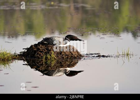 Loon brütet auf seinem Nest mit Sumpfgräsern, Schlamm und Wasser mit einer Reflexion in seiner Umgebung und Lebensraum mit roten Augen. Stockfoto