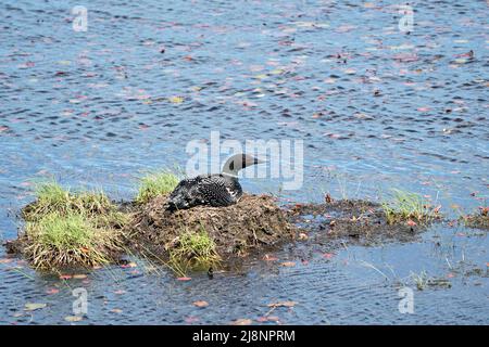 Gemeiner Loon brütet und bewacht das Nest am Seeufer in seiner Umgebung und seinem Lebensraum mit einem unscharfen Hintergrund. Loon Nest Bild. Loon am See. Stockfoto