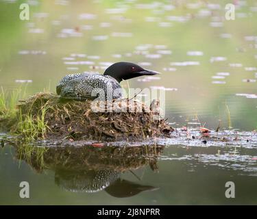 Loon brütet auf seinem Nest mit Sumpfgräsern, Schlamm und Wasser in seiner Umgebung und seinem Lebensraum und zeigt rote Augen, mit Körperreflexion. Loon Nest Bild. Stockfoto