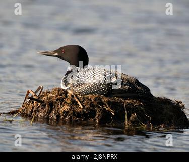 Loon brütet auf seinem Nest mit Sumpfgräsern, Schlamm und Wasser in seiner Umgebung und seinem Lebensraum und zeigt rote Augen, schwarze und weiße Federn. Gemeinsamer Loon. Stockfoto