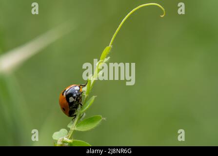 Nahaufnahme eines Marienkäfer oder Käfers, der auf einem Zweig oder einer Pflanze umherstreift. Stockfoto