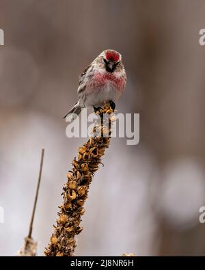 Red Poll Finch Vorderansicht auf einer Oberseite eines Laubes mit einem unscharfen Hintergrund in seiner Umgebung und Lebensraum Umgebung thront. Stockfoto