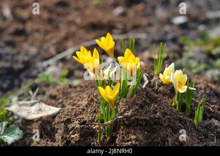 Krokus Blüten von gelber Farbe und grünem Gras Stockfoto