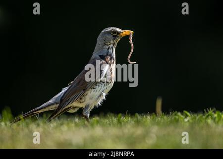 Ein Vogel auf einem Rasen mit einer Raupe im Schnabel. Feldfare, Turdus pilaris, Slowakei. Stockfoto