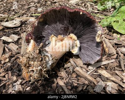 burgunder Pilz liegt auf Hackschnitzel mit dem Myzel und Kiemen sichtbar Stockfoto