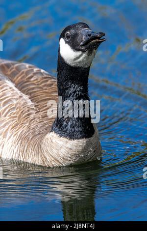 Trinkwasser für Kanadische Gänse (Branta canadensis) Stockfoto