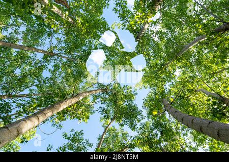 Unten Foto von Pappelbäumen und Recycling-Symbol-Design am Himmel als Symbol für saubere Luft Qualität. Konzept zur Reduzierung von CO2-Emissionen und Luftverschmutzung. Stockfoto