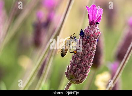 Makrofoto von Honigbiene, die Pollen auf dem überdeckten oder spanischen Lavendel sammelt. Konzept des ökologischen Gleichgewichts und der Landwirtschaft. Stockfoto