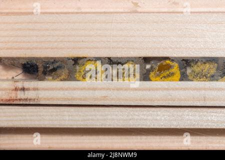 Rote Maurerbiene (Osmia bicornis) in einem Bienenhotel, zeigt die mit Pollen gefüllten Brutzellen und Eier, die durch Lehmwände geteilt sind, Großbritannien Stockfoto