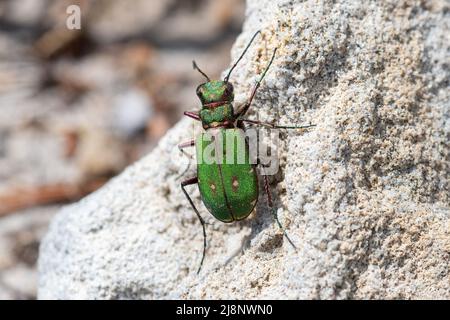 Grüner Tigerkäfer (Cicindela campestris) in sandiger Heide, Surrey, England, Großbritannien Stockfoto