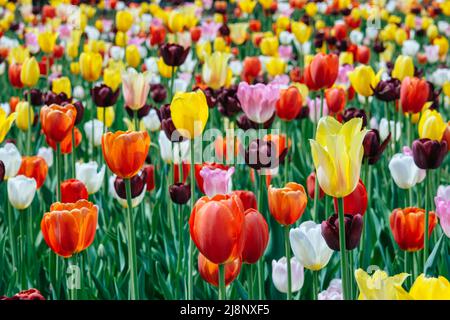 Ausstellung verschiedener Tulpen in Montreal, im Frühjahr Stockfoto