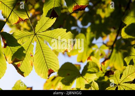 Herbstlicher Kastanienbaum (Aesculus) hinterlässt bei Hintergrundbeleuchtung Stockfoto
