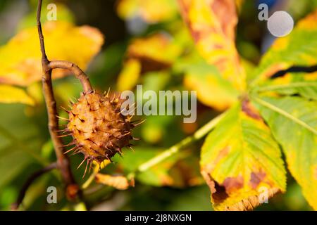 Herbstkastanienbaum (Aesculus) Blätter und Früchte in Hintergrundbeleuchtung Stockfoto