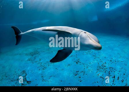 Unterwasseraufnahme eines großen Delfins (Tursiops trunkatus), der in einem Pool in einem Delfinarium taucht Stockfoto