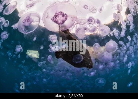 Blüte der Qualle aurelia aurita mit vielen Kunststoffen Stockfoto