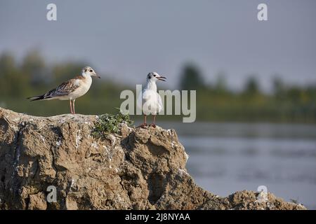 Möwen auf einer kleinen Insel in einer lkae Stockfoto