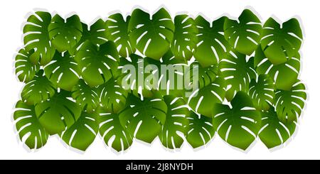 Tropische Palmenblätter auf weißem Hintergrund. Grüner Vektor-Hintergrund aus Dschungel oder Monstera Blätter. Realistische Illustration für Banner, Werbung Stock Vektor