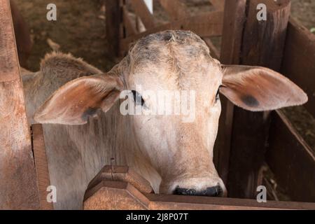 Rinder in Gefangenschaft auf dem Bauernhof. Kühe essen in der Gruppe Stockfoto