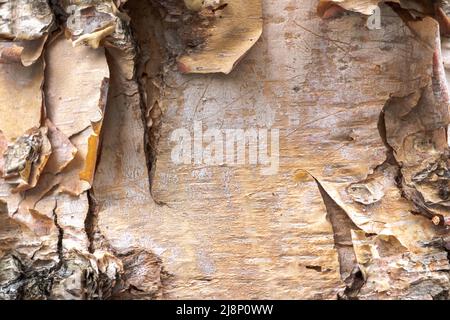 Ein Nahaufnahme-Hintergrundbild von blätternder Rinde auf einem Birkenstamm in einem Wald im Mittleren Westen. Stockfoto