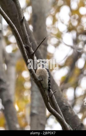 Eine Nahaufnahme eines Wildtiervogels von einem männlichen Specht, der auf einem Ast im Wald thront, während andere Bäume im Hintergrund in der Midw verschwommen sind Stockfoto