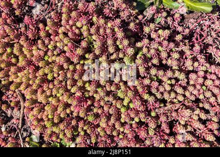 Sedum ochroleucum rote wiggle grüne Pflanze. Bläuliche und rosa Blätter von Sedum spathulifolium Cape Blanco mit Miniaturrosetten in Form von Rosen clos Stockfoto