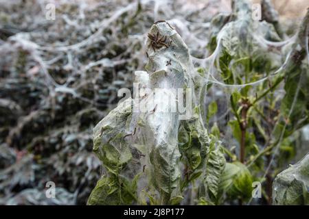 Eine gespenstische, seidene Schutzhülle im St. James's Park in London mit Heckenschaufeln durch eine harmlose Raupe. Stockfoto