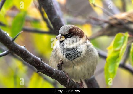 Ein Nahaufnahme-Tier-Foto eines männlichen Hausspergels, der im Herbst in einem Baumzweig mit Bokeh-Hintergrund thront. Stockfoto