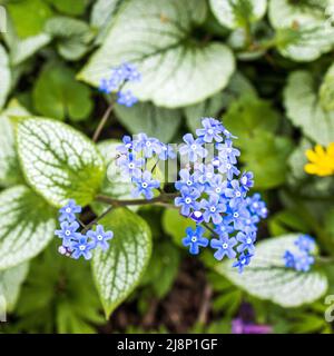 Brunnera macrophylla, der sibirische Hochglanz, der große Vergissmeinnicht, der Largeleaf brunnera oder das Herzblatt, ist eine blühende Pflanze aus der Familie Boragi Stockfoto