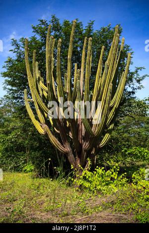 Facheiro-Kaktus (pilosocereus pachycladus) im Caatinga-Wald, typische Vegetation des nordöstlichen brasiliens Stockfoto