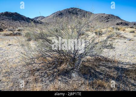 Creosote-Wohnungen im Joshua Tree National Park, Kalifornien, USA. Stockfoto