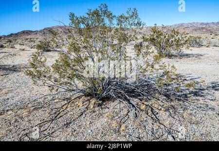 Creosote-Wohnungen im Joshua Tree National Park, Kalifornien, USA. Stockfoto