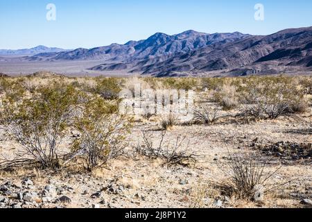 Creosote-Wohnungen und Berge entlang der Pinto Basin Road im Joshua Tree National Park. Stockfoto