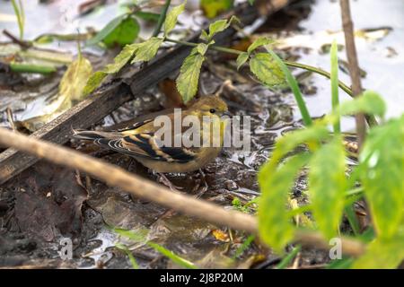 Ein Nahaufnahme-Vogelfoto eines nicht-brütenden männlichen amerikanischen Goldfinkens, der im Herbst im Mittleren Westen in einem kleinen Wasserbecken in einem Wald sitzt. Stockfoto