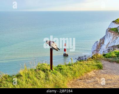 Krähe posiert auf dem Gipfel von Beachy Head, East Sussex, mit dem Leuchtturm unten Stockfoto