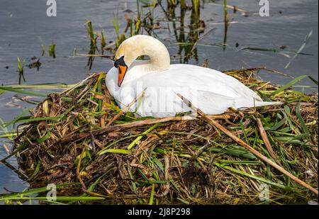 Weiblicher stummer Schwan oder Kugelschreiber (Cygnus olor), der auf einem großen Schilfnest in einem Stausee sitzt, East Lothian, Schottland, Großbritannien Stockfoto