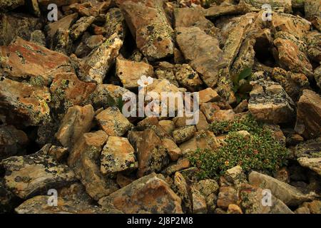 In den Altai-Bergen wächst eine kleine weiße Wildblume in Steinen Stockfoto