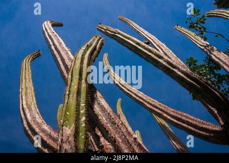 Detail des Facheiro-Kaktus (pilosocereus pachycladus) mit blauem Himmel Stockfoto