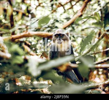 Sykes (Samango) hat im Jozani Forest National Park in Sansibar, Tansania, Geld mit weißen Kehlen erhalten Stockfoto